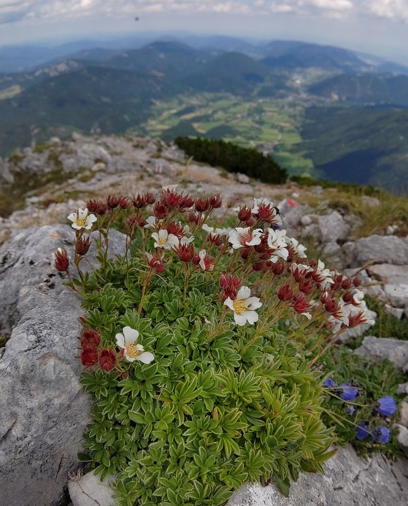 Potentilla clusiana, an eastern alpine species that looks very similar to Potentilla nitida from the Dolomites.