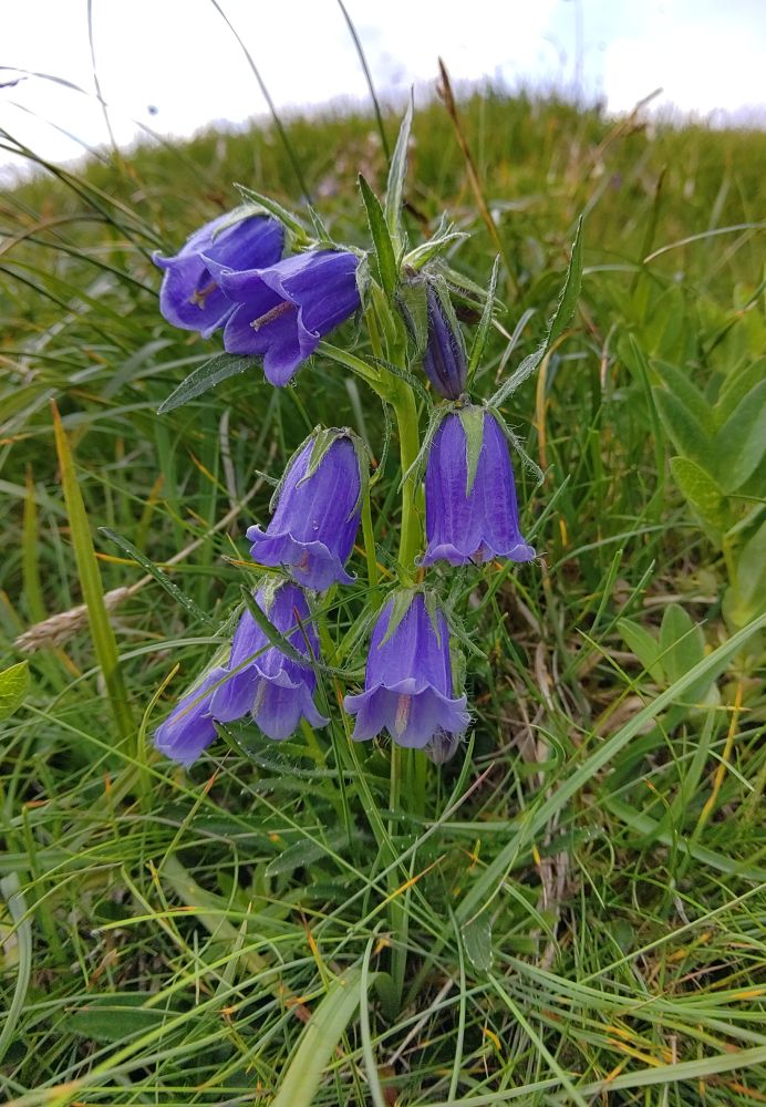 Campanula alpina, also a species with an eastern alpine distribution.