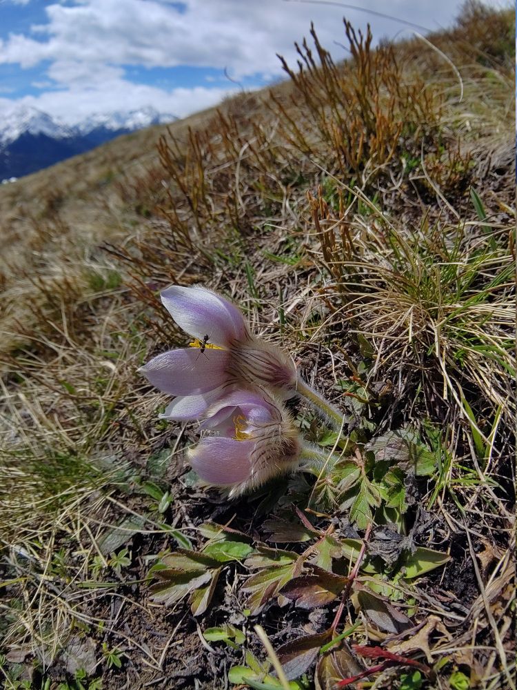 Pulsatilla vernalis