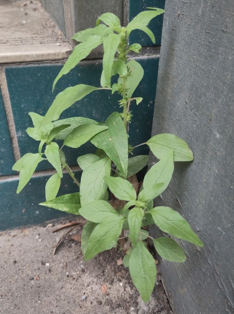 Parietaria pensylvanica, Berlin Neukölln, May 2025