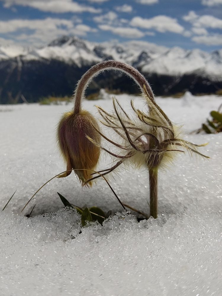 Pulsatilla vernalis, postfloral elongation