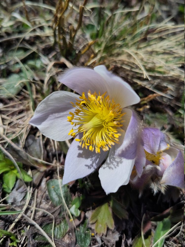 Pulsatilla vernalis