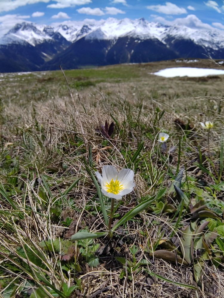 Ranunculus kuepferi