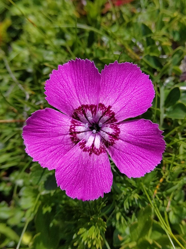 Dianthus alpinus, another eastern alpine species.