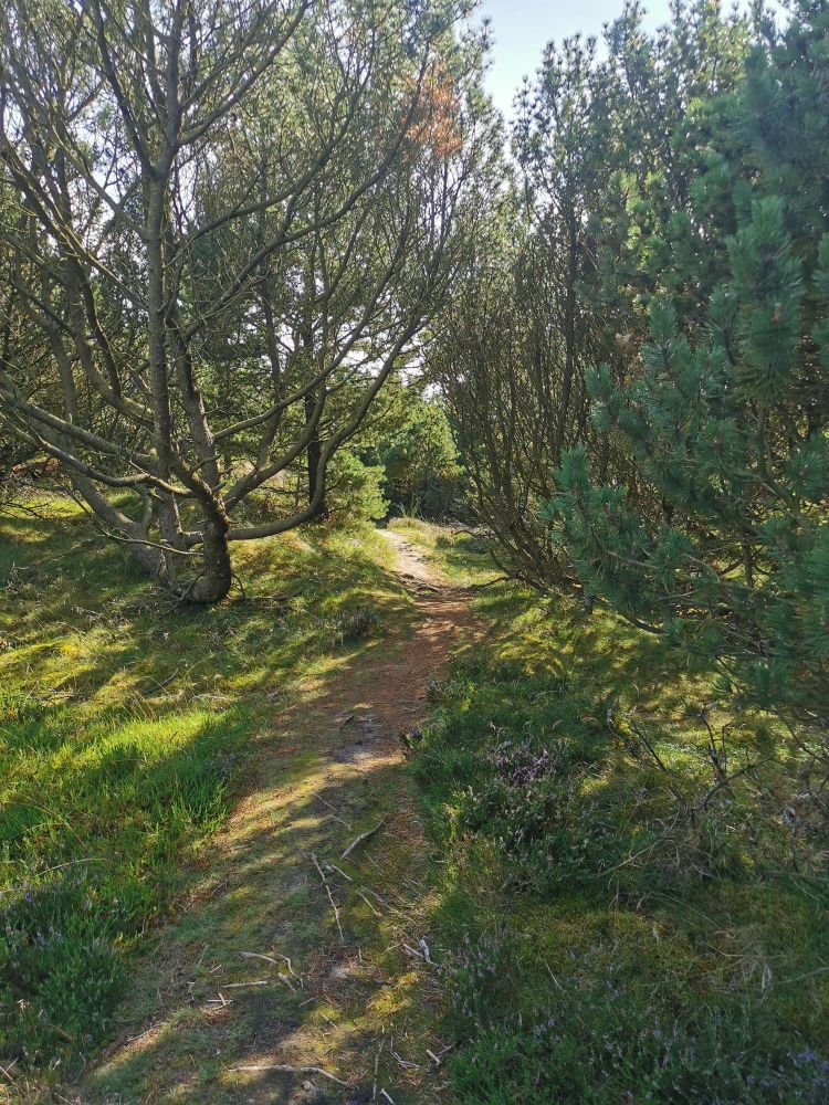Ein Pfad schlängelt sich durch einen Nadelwald in den Dünen.
