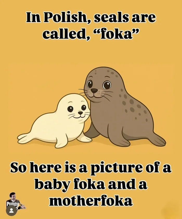 Bild von zwei Seehunden mit dem Text "in Polish, seals are called 'foka' - so here is a picture of a baby foka and a motherfoka".