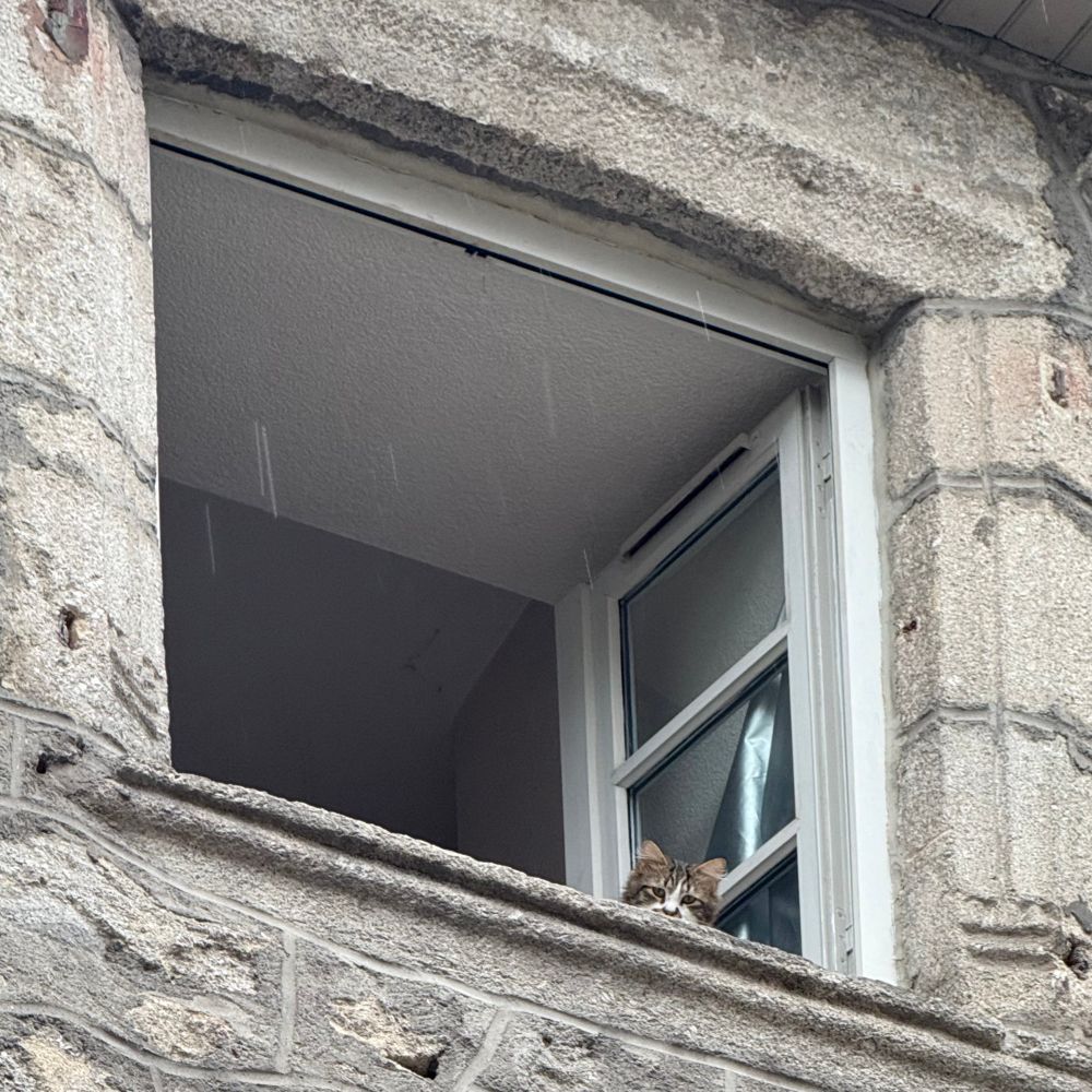 Un chat m’observe d’une fenêtre du 2e étage 
Ussel (19)