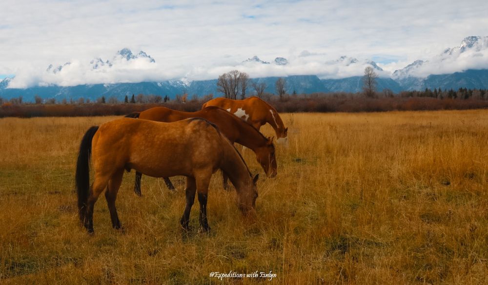 Three horses graze on golden grasses, with the snow-covered Teton Mountain Range behind, shrouded in a thin layer of fog. The first horse is golden brown with black legs and hair, the second horse is chestnut brown, and the third horse is warm brownish red with white patches. 