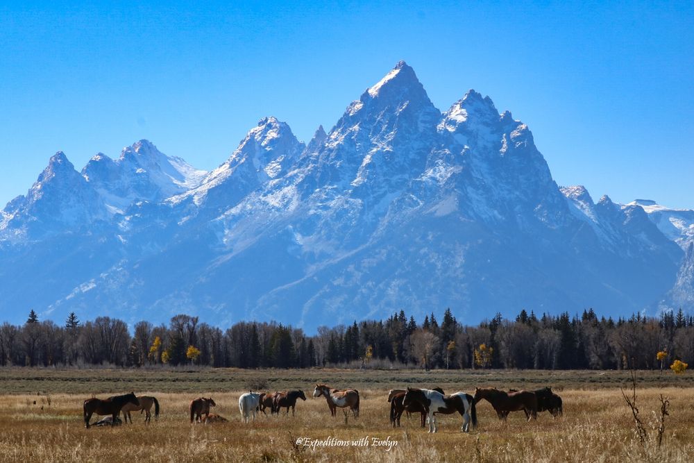 B. The Iconic West: A band of ranch horses grazes in golden autumn grasses beneath the snow-capped majesty of the Teton Range.