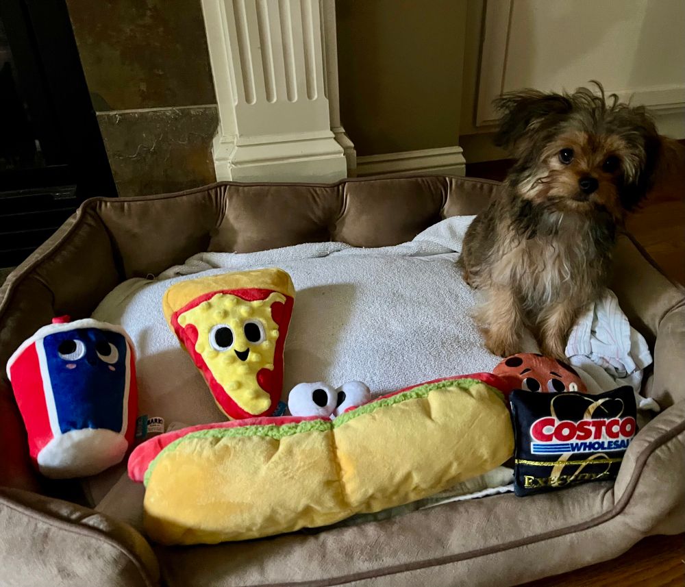Small Yorker poo puppy in a dog bed with Costco dog toys (foot long hot dog, cookie, soda, pizza slice, and executive dog membership card), most of them bigger than him.