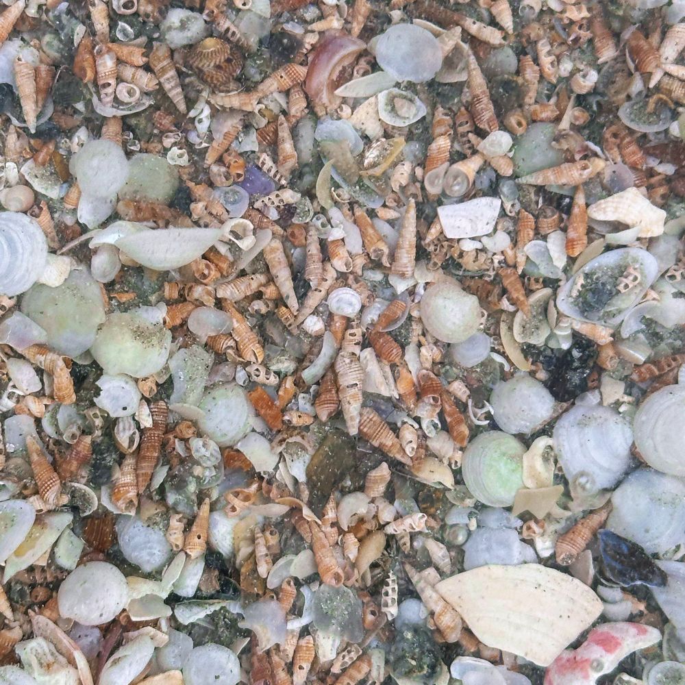 A close up of a myriad of small sea shells, and a few fragments of larger shells, gathered on the shoreline (not visible) just below the water (also not visible)