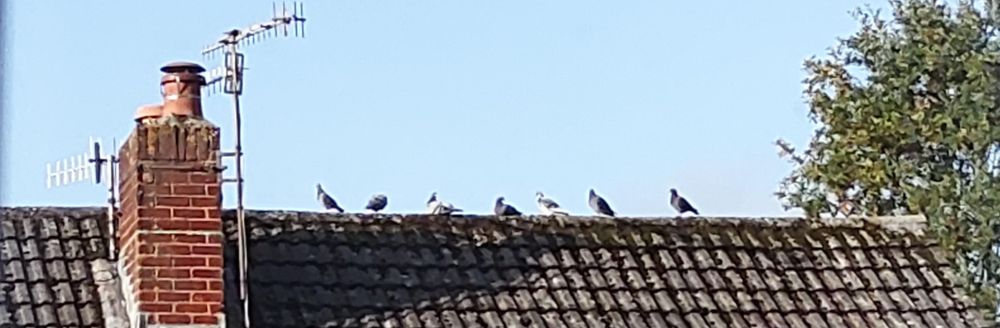 Image of roof top with 7  pigeons perching on the ridge