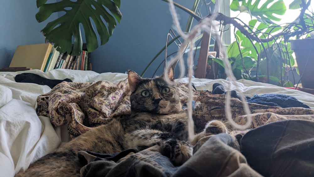 an orange and black tortoiseshell cat lying on a matching blanket. she was staring at a tingling piece of string with a knot in it, out of focus in the foreground.