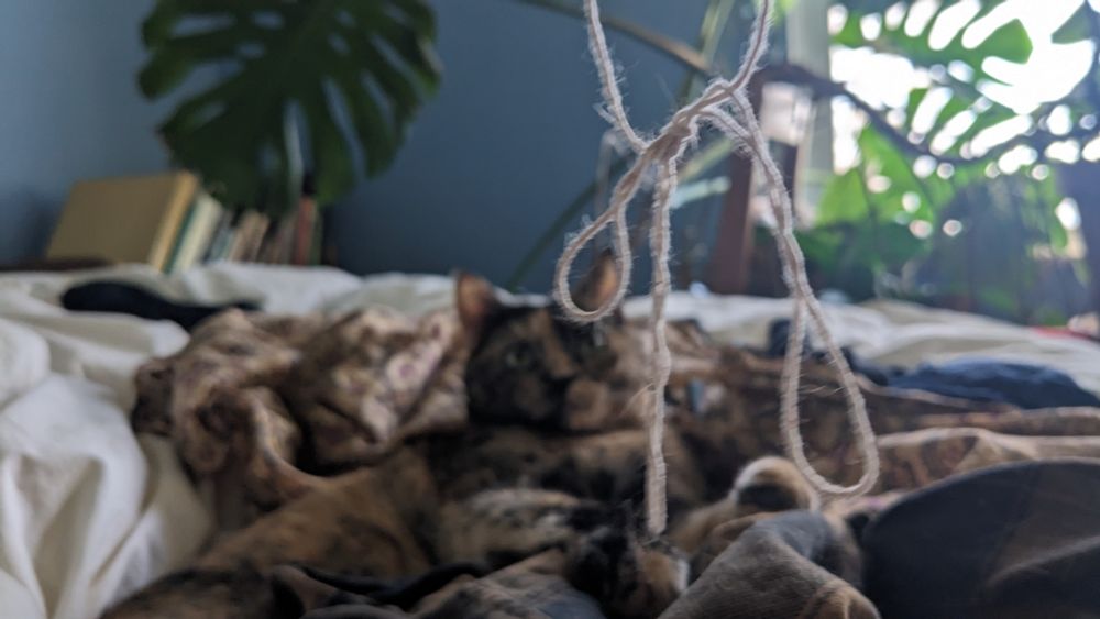 soon composition with the piece of string in focus instead of the cat