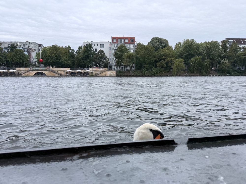 A swan peeking to my window. There’s a river and park with buildings across it. 