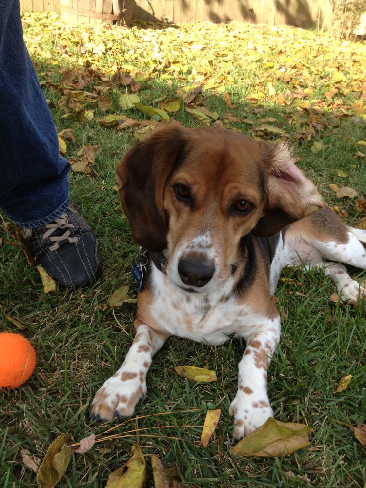 Jerry laying in the yard with one of his ears flopped back
