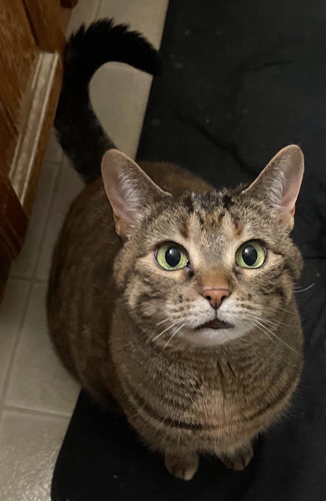A domestic shorthaired tabby cat with brownish fur and green eyes, she/her