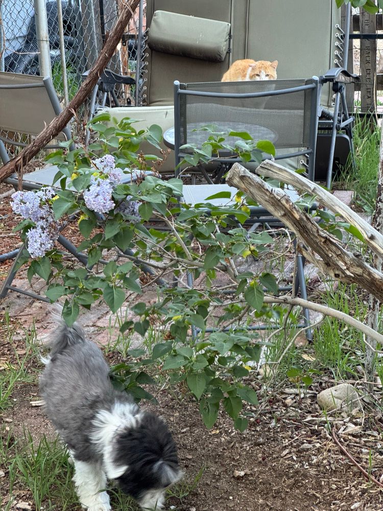 orange cat looking at small dog. the dog is sniffing the ground