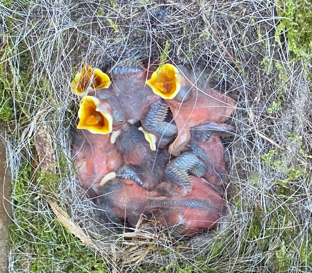 Begging blue tit nestlings