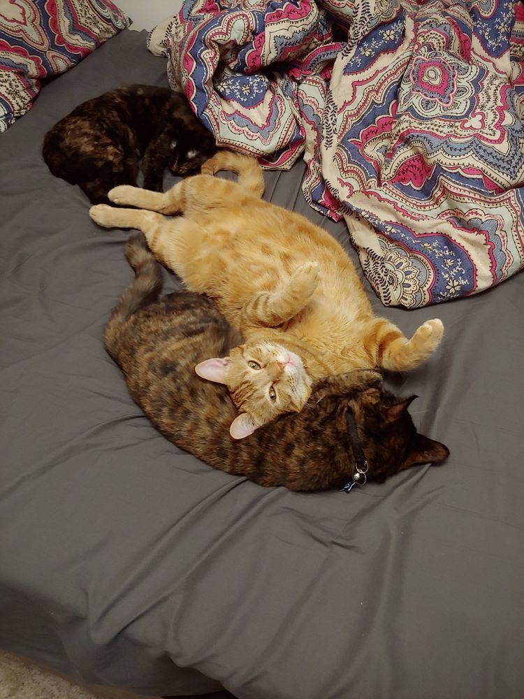 Orange cat on a bed, with two other cats.