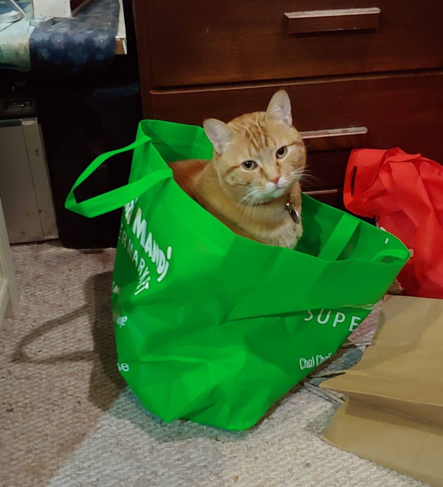Orange cat in a grocery bag.