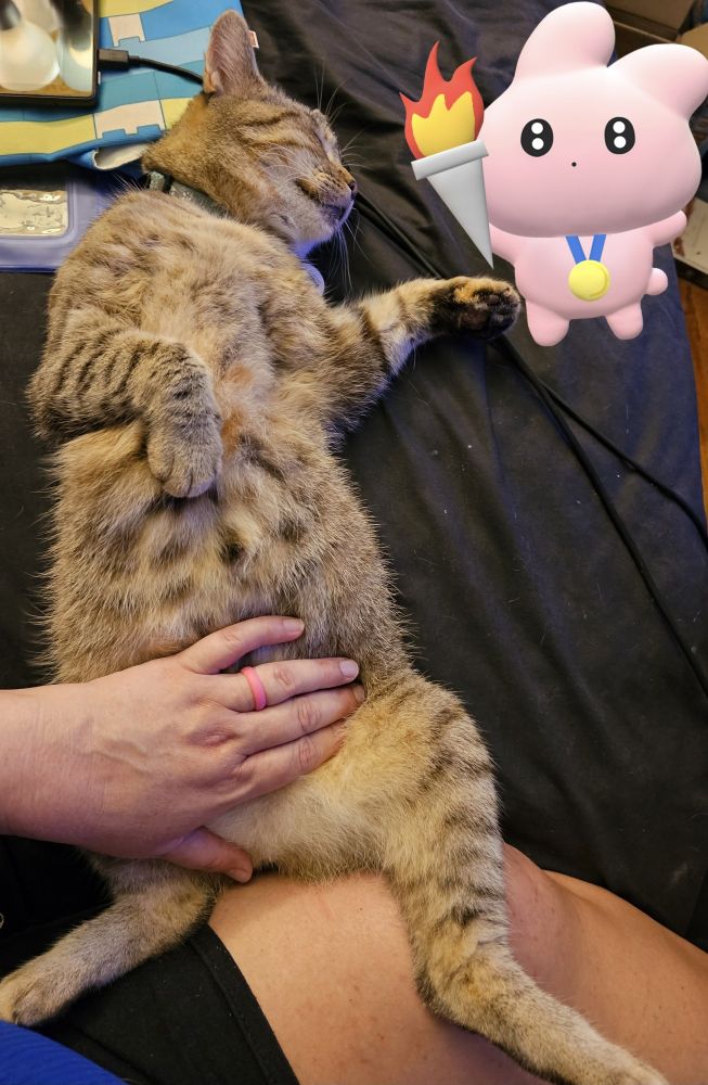 A tabby kitty, furry belly exposed with my hand on it.