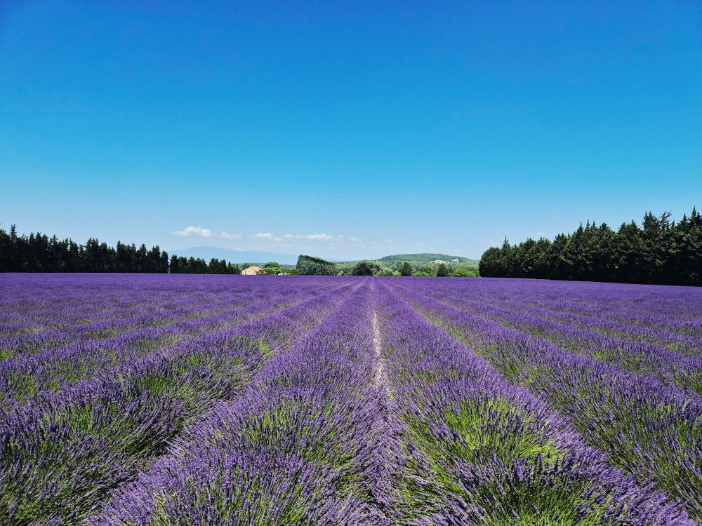 Ein blühendes Lavendelfeld, rechts und links Nadelbäume, im Hintergrund ein grüner Hügel.
Schemenhaft dahinter der Mt. Ventoux.