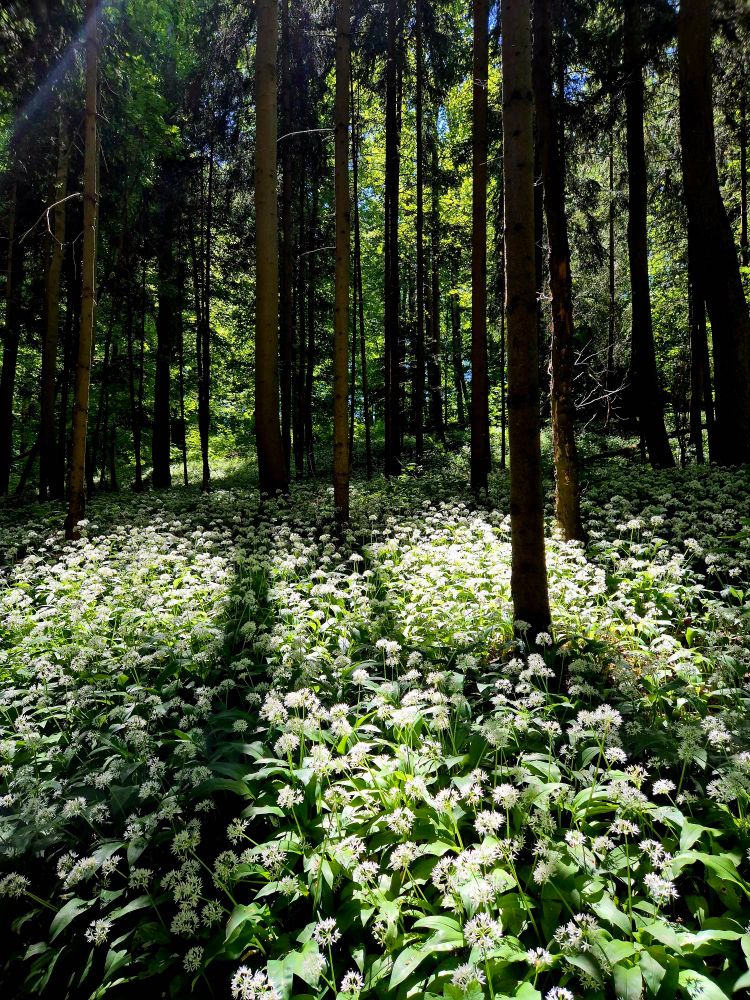 Ein Wald im Frühling, Sonnenschein zwischen den Bäumen, auf dem Boden blühender Bärlauch.