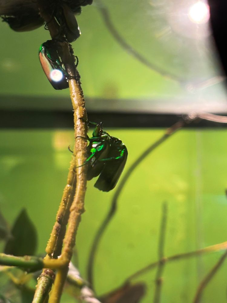 a green beetle on the back of another beetle