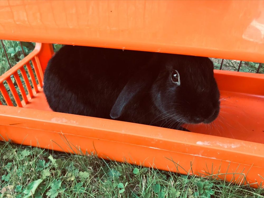a cute little black rabbit hiding in a plastic toy bin looking out curisouly into the world.