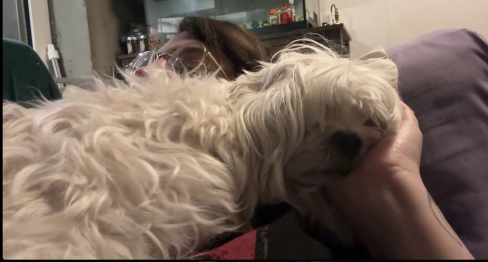 small white dog using his owners hand as a pillow mid air