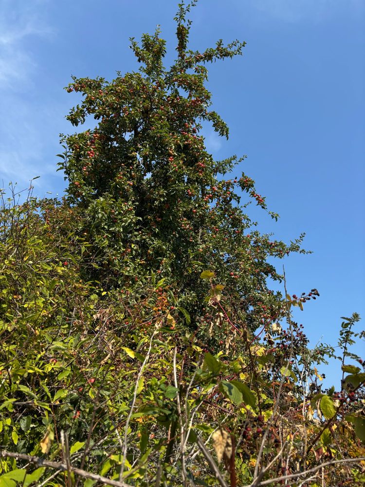 a very tall yet not wide apple tree from the ground view behind a lush blackberry bush and small hawthorn tree
