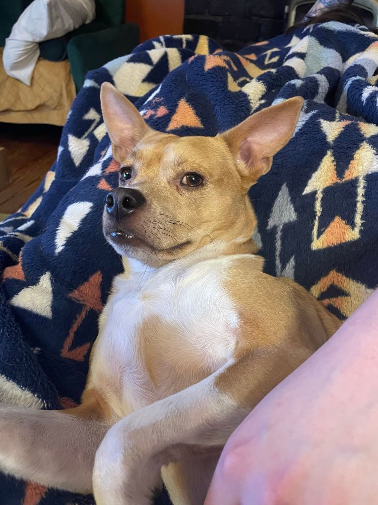 A yellow dog with a white chest and pointy ears looking smugly into the camera. 