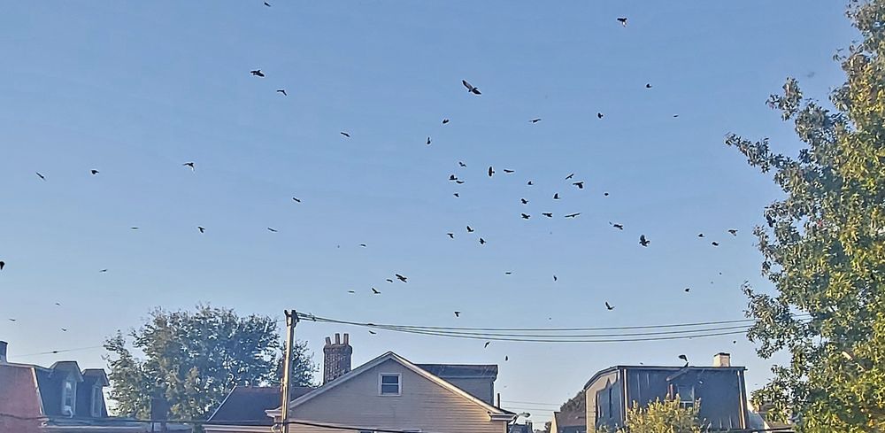 dozens of crows flying willy nilly in the sky over a neighborhood