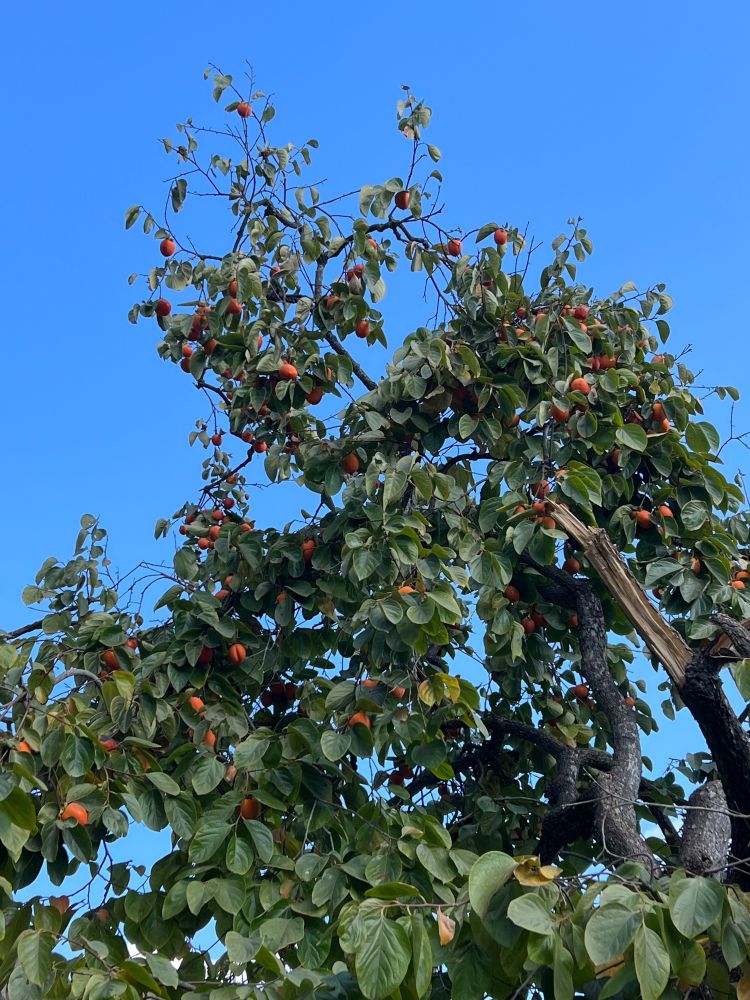 persimmon tree