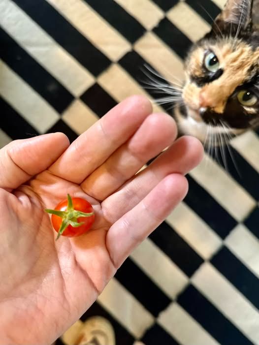 Adorable calico cat sits on a black and white rug and gazes longingly at a tiny cherry tomato in her owner's palm that she would not, in fact, enjoy. 