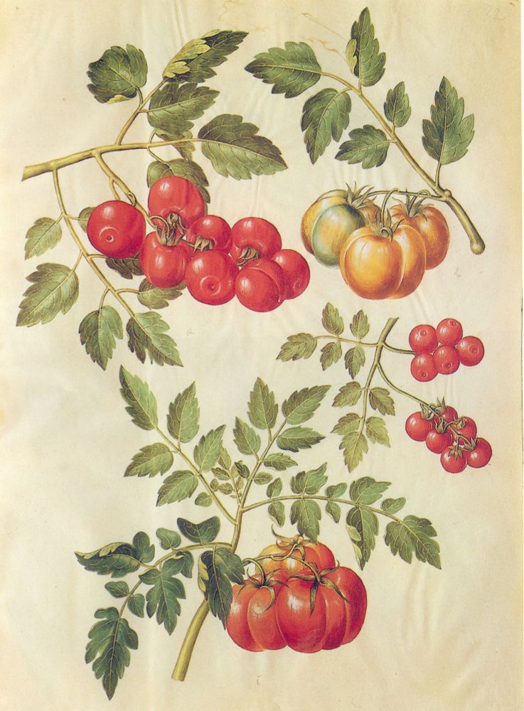  Solanum lycopersicum, cultivated tomatoes, Grønne Florilegium, around 1650.