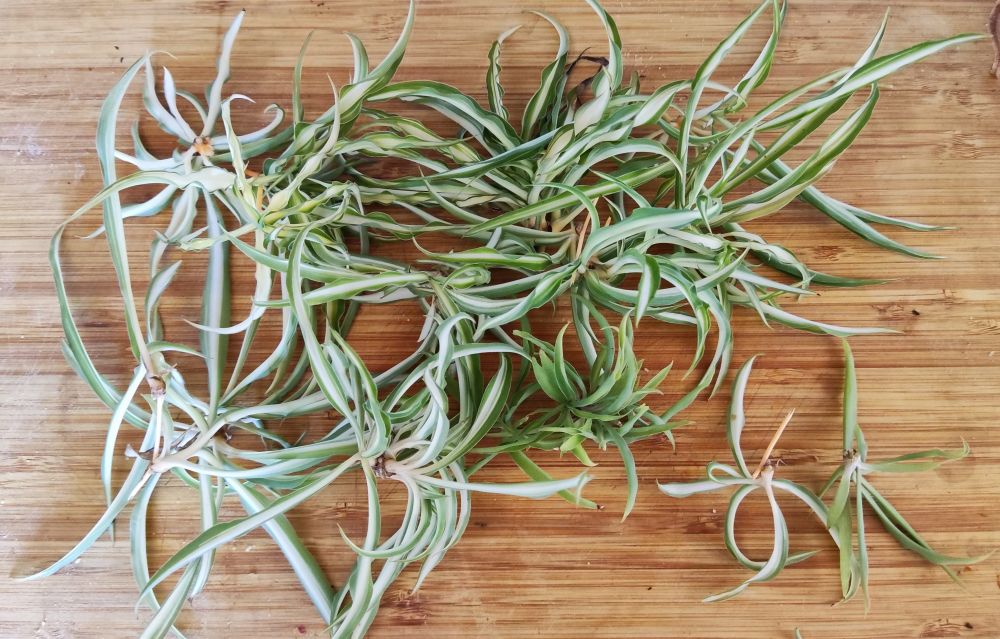 Spider web cuttings