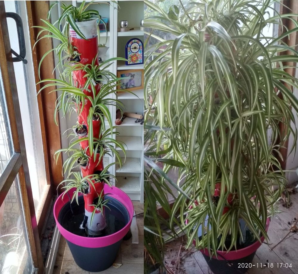 my old spider web tower from 2018 (on the left) and 2020 (on the right). it died when I moved here in 2023