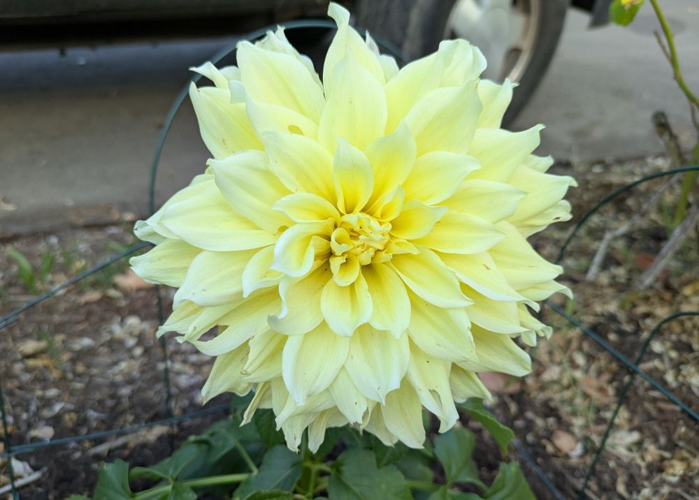 Yellow Dahlia