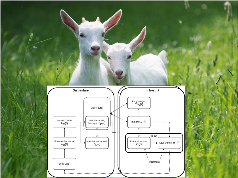 Two sheep in a field overlaid with a schematic of a mathematical model