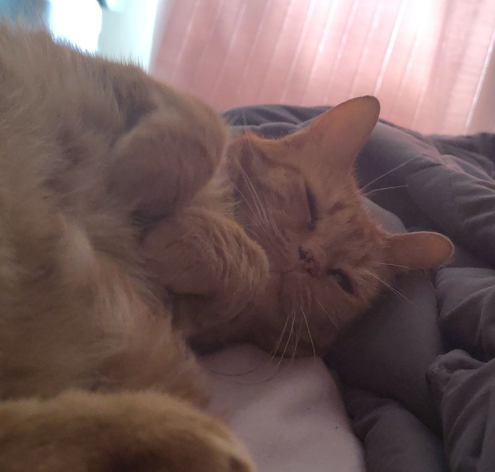 Orange cat laying leisurely on her side, her head resting against the blanket and her eyes are squinting. Her paws are curled up against her chest, as if doing 'dinosaur arms'. She is adorable and I love her so much.