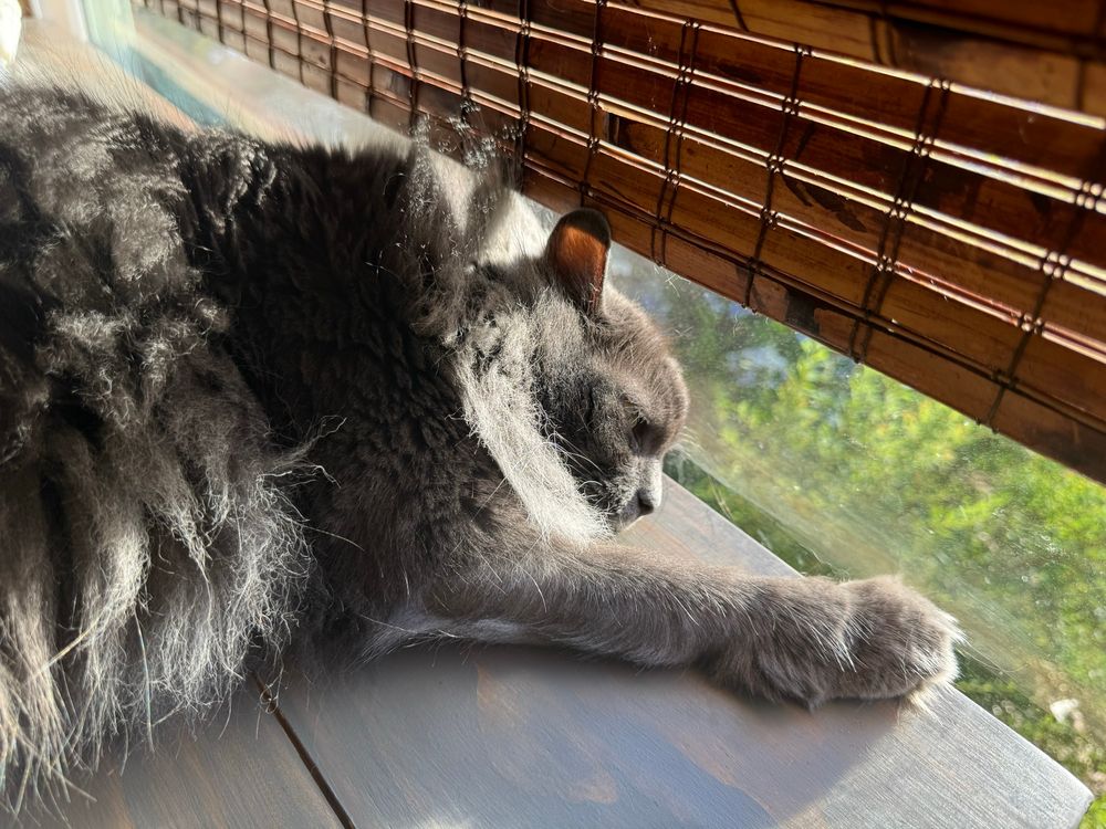 My wonderfully sweet long hair gray tabby laying on a table trying to absorb the sunlight beneath the blinds. One paw outstretched from a veritable amount of floof.