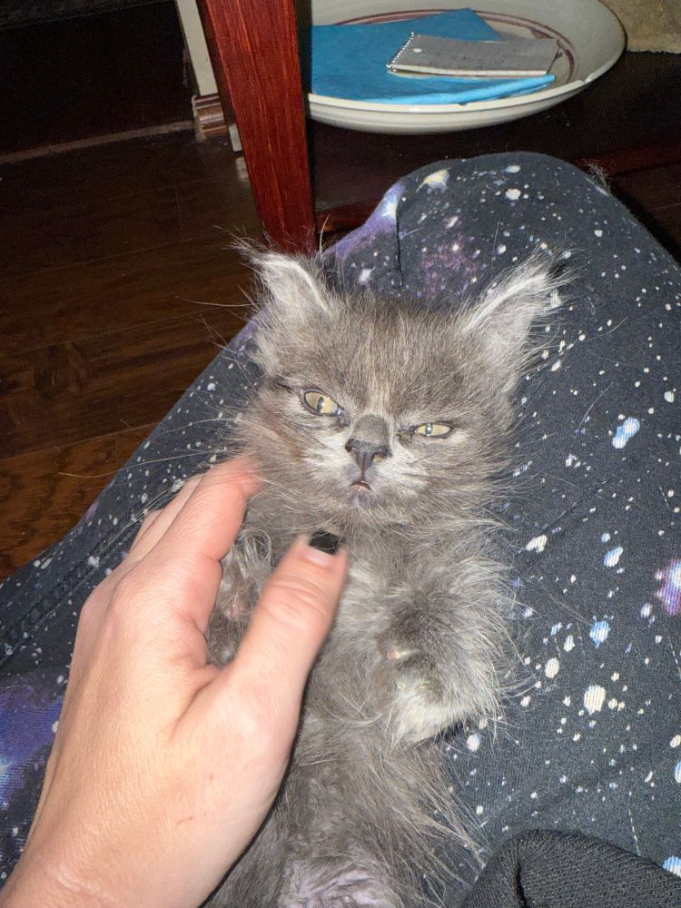 A photo of a small fluffy grey kitten laying on his back in a lap. He has a fairly severe overbite and a crinkly ear.