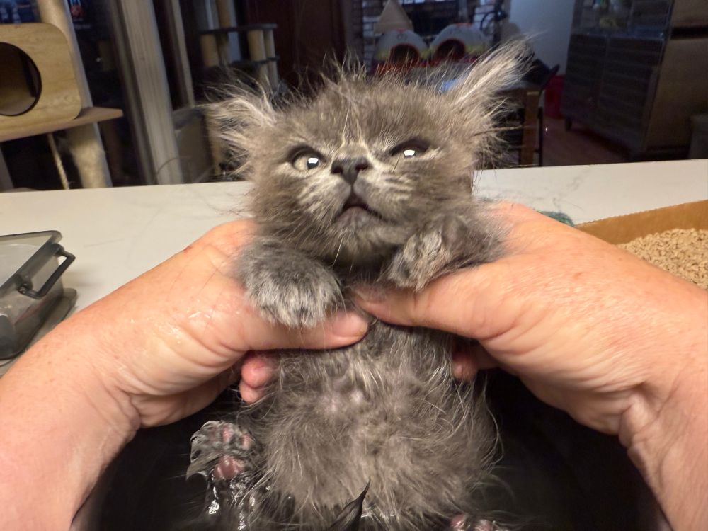 A tiny fluffy grey kitten with an overbite is sitting held by two hands in a bowl butt bath of warm water.