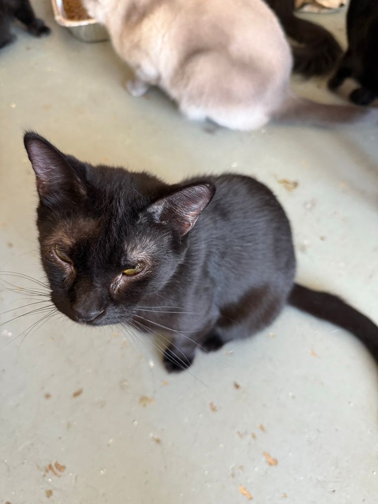A photo of a little short haired black cat with eyelid agenesis sitting on the floor.