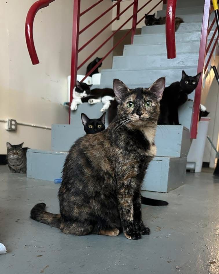A photo of a bright eyed short haired tortie cat sitting on the floor of a cat sanctuary. There are stairs behind her with two black cats and a tuxedo cat laying across them. Another cat loafs off to the side next to the staircase. 