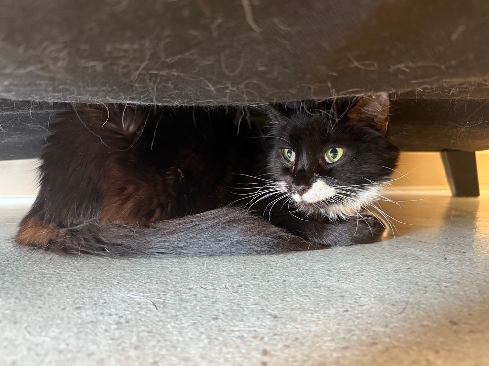 A photo of King Louie Longnoodle, a long haired tuxedo cat laying underneath a couch at a veterinary office. He has green eyes and lots of whiskers, but his third eyelid is up and he doesn’t appear to feel well.