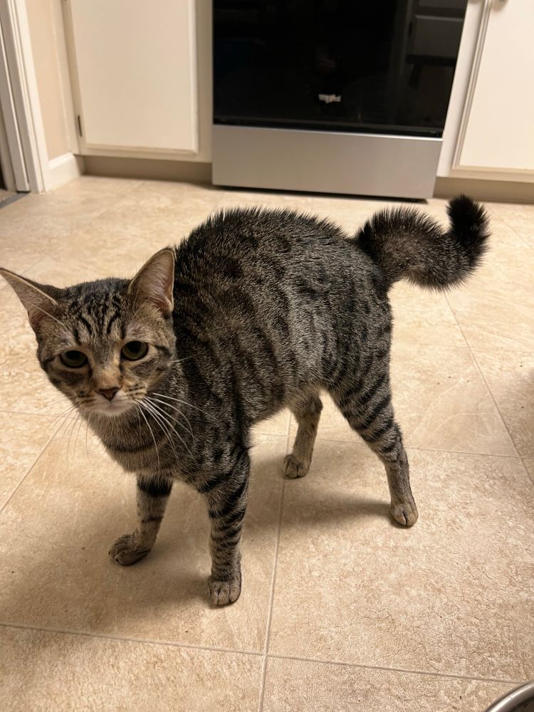 A photo of Tokki, a petite shorthaired brown tabby cat all puffed up in a kitchen.