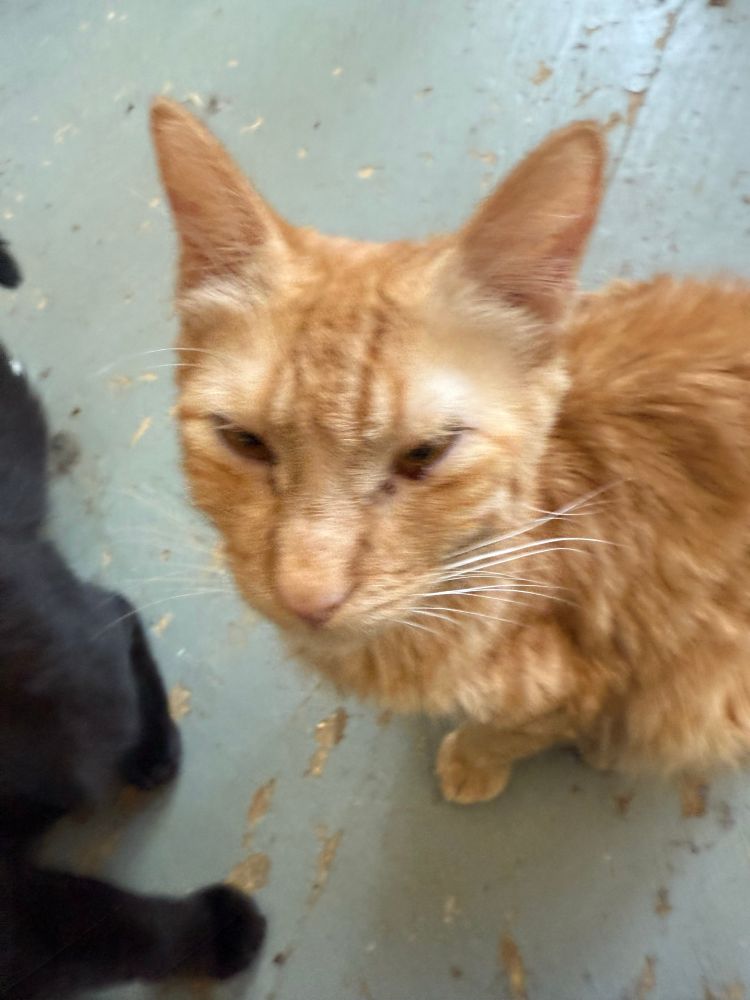 A photo of a scraggly looking short haired orange tabby cat sitting on the floor. He appears to have some sort of eyelid condition.